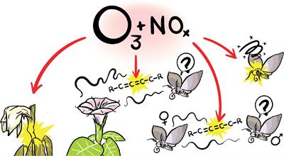 Human Impacts on Insect Chemical Communication in the Anthropocene